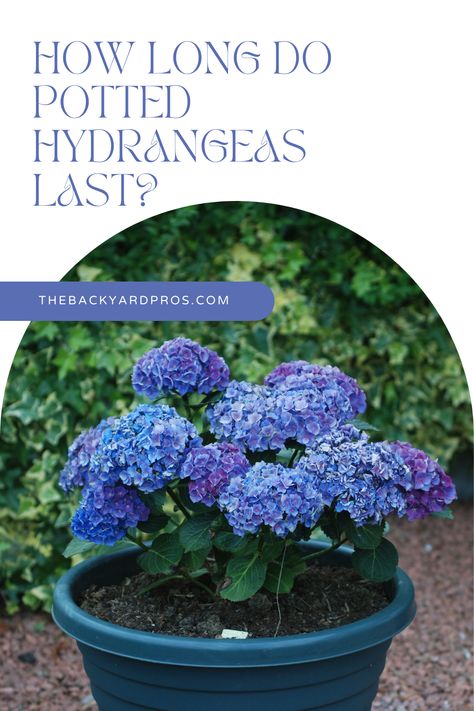 Are you tired of your potted hydrangeas wilting too soon? Say goodbye to premature fading and hello to long-lasting floral delight with this captivating guide! Delve into the world of potted hydrangeas and uncover the secrets to keeping them fresh and vibrant for an extended period. This guide is packed with invaluable insights on proper care, maintenance, and rejuvenation techniques. Embrace the beauty of blooming hydrangeas that will captivate your senses day after day, season after season! Hydrangeas In Pots Planters, How To Care For Hydrangeas In A Pot, Hydrangea In A Pot, Hydrangea In Pots Planters, Winterize Plants, Hydrangea Pot, Hydrangea Pots, Potted Hydrangea Care, Transplanting Hydrangeas