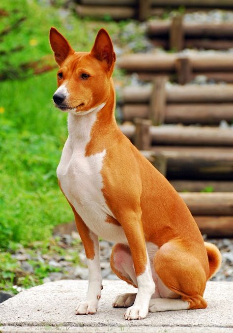 Basenji Breed Information | ThriftyFun Basenji Puppy, Hunting Dogs Breeds, Basenji Dogs, Wallpaper Dog, Beautiful Dog Breeds, Dog Aesthetic, Drawing Dog, Dog Poses, Dog Line