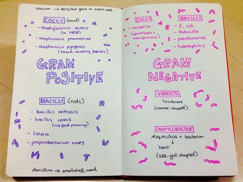 Microbiology for medics! Basic gram stains.