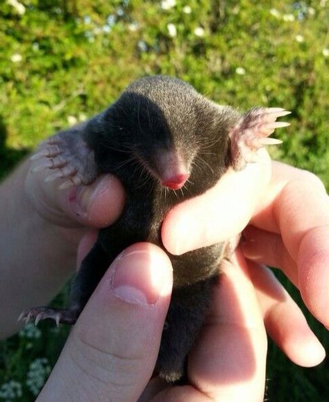 Mole we found trying to cross the road one night 2015 Cute Mole Animal, Golden Mole, Mole Animal, Baby Mole, Mouse Deer, Cute Small Animals, Unusual Animals, Rare Animals, Silly Animals