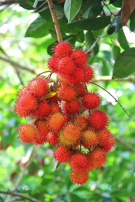 Assorted Fruits, Potted Fruit Trees, Lychee Fruit, Mango Fruit, Beautiful Fruits, Fruit Tree, Fruit Plants, Exotic Fruit, Fruit Garden