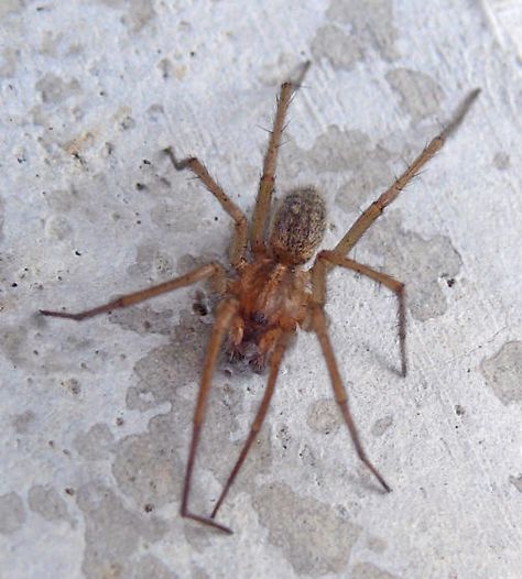 Hobo Spider - (Eratigena agrestis, formerly Tegenaria agrestis) Hobo Spider, Arachnids, Insects, Animals