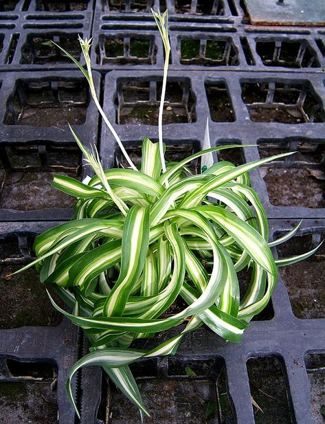 curly-spider-plant-bonnie Curly Spider Plant, Spider Plant Care, Asparagus Plant, Air Plants Care, Plants Care, Spider Plant, Bring Nature Indoors, House Plant Care, Spider Plants