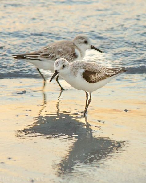 Birds On The Beach, Sea Birds Painting, Sea Birds Drawing, Sandpiper Painting, Sand Piper Bird, Sandpipers On The Beach, Seagull Photo, Seagull Photography, Piper Bird