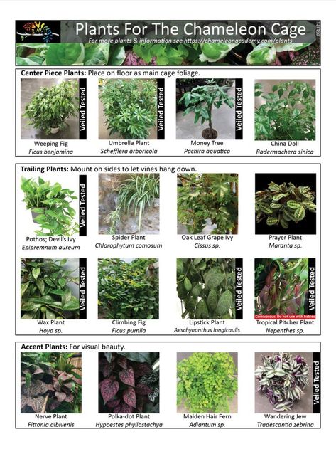 Chameleon safe plant list Diy Chameleon Enclosure Decor, Jackson Chameleon Habitat, Cuban False Chameleon Enclosure, Veiled Chameleon Enclosure Ideas, Panther Chameleon Enclosure, Chameleon Cage Setup Ideas, Veiled Chameleon Enclosure, Diy Chameleon Enclosure, Chameleon Enclosure Ideas