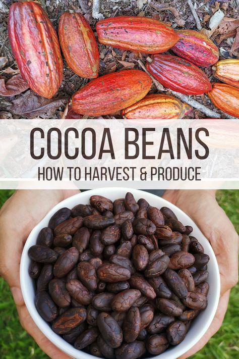 Learn our entire process for converting cacao fruit into delicious cocoa beans, as done at our homestead. #growingcacao #cacaoproduction #cocoabeangrowing How To Grow Coffee Beans, Cocoa Plant, Cacao Fruit, Fruit Orchard, Farming Guide, Banana Overnight Oats, Chocolate Fan, Cocoa Beans, Farm Lifestyle