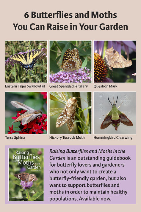 Butterfly expert Brenda Dziedzic shares her vast experience so you can attract butterflies and moths to your garden. “Raising Butterflies and Moths in the Garden” is available now. Pollinator Garden Layout, Pollination Garden, Butterfly Raising, Moth Garden, Patio Garden Bed, Butterfly Identification, Pollinator Garden Design, Raising Butterflies, Butterfly Garden Design