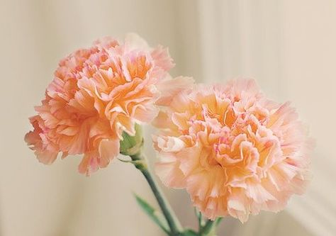 peach carnation Carnation Wedding, Carnation Tattoo, Carnation Flower, Peach Fuzz, Peach Flowers, Single Flower, Birth Flowers, Orange Flowers, Cut Flowers