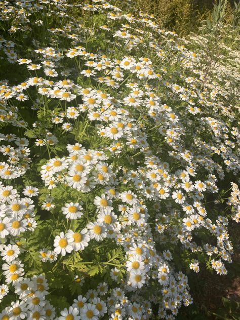 Realistic Paper Flowers, Peaceful Aesthetic, Making Paper Flowers, Countryside Life, Wild Daisies, Plain Paper, Nothing But Flowers, Wallpaper Nature Flowers, Flower Therapy