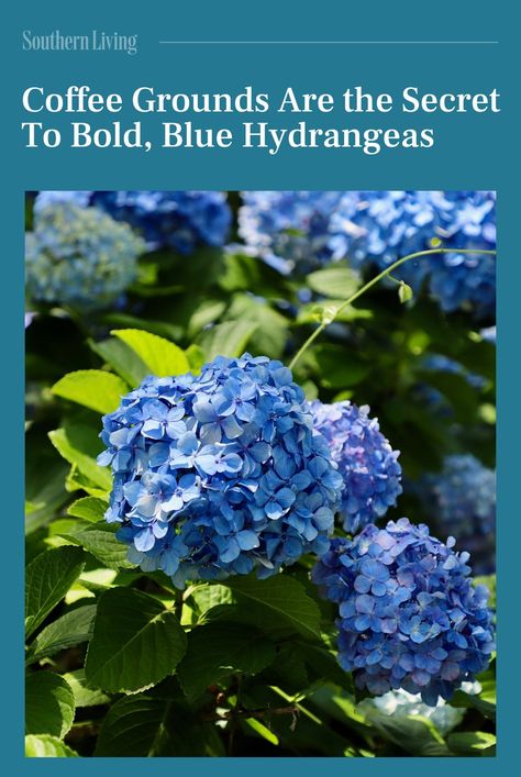 Blue Plumbago, French Hydrangea, Hydrangea Varieties, Hydrangea Colors, Southern Garden, Plant Protection, Hydrangea Not Blooming, Big Plants, Creative Gardening