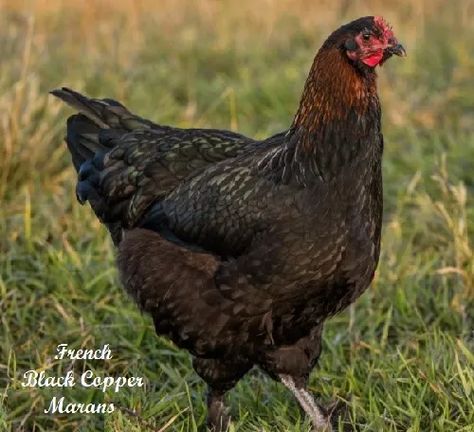 French Black Copper Marans Copper Maran, Black Copper Marans, Egg Production, Brown Eggs, Coloured Feathers, Egg Laying, Black Feathers, Dark Brown, Copper