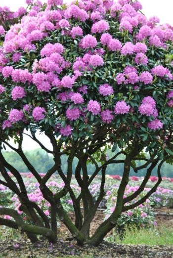 Rhododendron, här uppstammad som litet träd. Trivs i sol/halvskugga med lagom bevattning. Blommar maj-juni. Behöver inte beskäras men kan göras efter blomning under JAS-perioden. Vill ha kemiskt sur jord. Rhododendron Tree, Pink Rhododendron, Rhododendron Garden, Azalea Flower, Garden Shrubs, Beautiful Trees, Ornamental Trees, Garden Trees, Flowering Trees