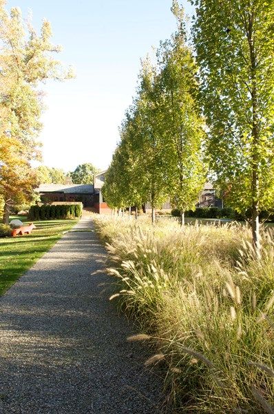 The Art of Autumn Garden Design Calimesa, CA Birch Trees Garden, Sidewalk Garden, Tree Garden Design, Native Gardens, Driveway Landscaping, Grasses Landscaping, Grasses Garden, Mediterranean Garden, Native Garden