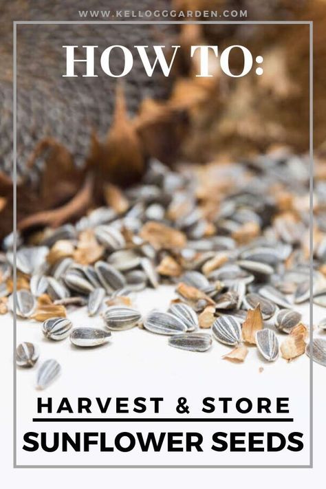 How To Save Sunflower Seeds To Replant, How To Dry Sunflower Seeds, How To Dry Sunflowers For Seeds, Saving Sunflower Seeds To Replant, Sunflower Uses, Drying Sunflowers, Harvest Sunflower Seeds, Sunflower Varieties, Harvesting Sunflower Seeds