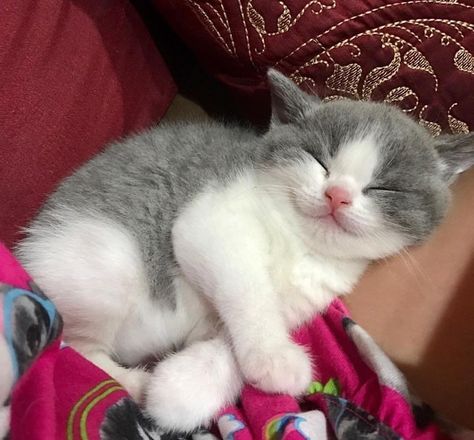 Grey And White Kitten, Sleeping Animals, Söt Katt, Kitten Care, White Kittens, Cat Animal, Kittens And Puppies, Scottish Fold, Cute Cat Gif