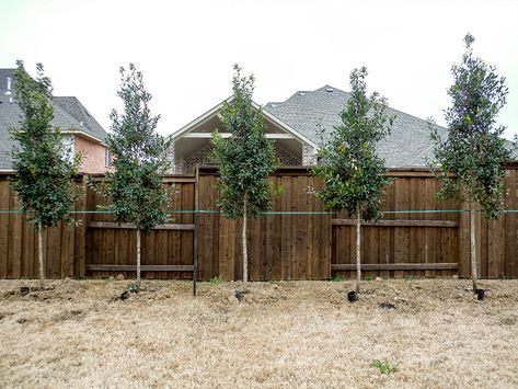 Privacy Screens - Landscape Designs & Pictures - Dallas, TX - Treeland Nursery Eagleston Holly, Fence Planting, Privacy Landscaping Backyard, Screen Pictures, Country House Exterior, Large Backyard Landscaping, Privacy Trees, Screen Plants, Privacy Landscaping