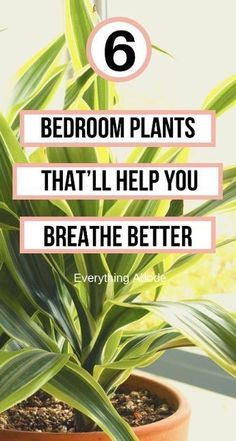 Inside House Plants, Best Bedroom Plants, Best Plants For Bedroom, Household Plants, Mediterranean Plants, Plant Hacks, Inside Plants, Best Indoor Plants, Air Purifying Plants