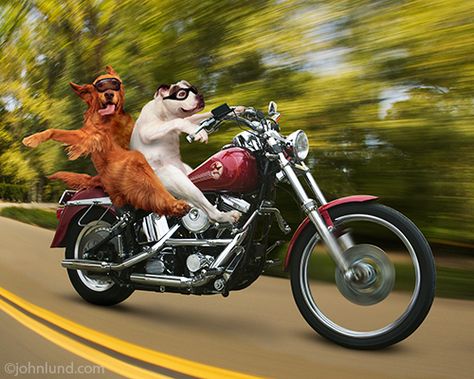 Motorcycle Dogs Happy Birthday Motorcycle, Biker Dog, Motorcycle Birthday, Biker Art, Hump Day, Funny Animal Pictures, Funny Animal Videos, Animal Gifs, Dog Pictures