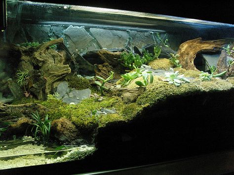 Desert Terrarium, Frog Habitat, Frog Terrarium, Snake Enclosure, Gecko Terrarium, Turtle Habitat, Reptile House, Reptile Room, Reptile Tank