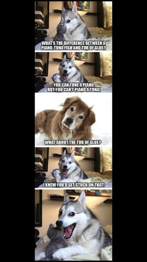 Funny Dog Jokes Husky, Pun Husky, Husky Jokes, Husky Meme, Bad Pun Dog, Husky Humor, Funny Dog Quotes, Funny Cute Memes, Funny Husky