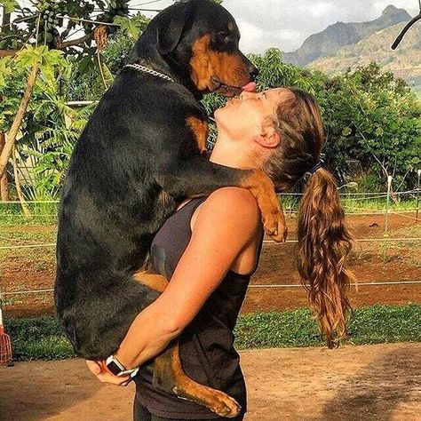 6 Surprising Facts About Dog Kisses You (Probably) Didn’t Know About | DogSpaceBlog Rottweiler Facts, German Dog Breeds, Rottweiler Breed, Rottweiler Love, Dog Kisses, Big Baby, Rottweiler Puppies, Dog Facts, Rottweiler Dog