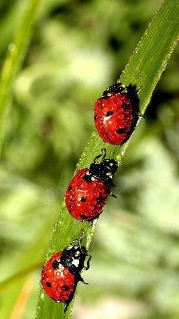 Ladybugs Drops Of Water, A Bug's Life, Beautiful Bugs, Creepy Crawlies, Lady Bird, Bugs And Insects, Water Droplets, Lady Bug, Macro Photography