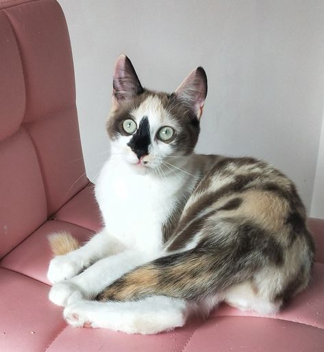 UNICORN 😻 seal tortie mink bicolour ragdoll x ... Tinkerdoll ragdolls uk Bicolour Ragdoll, Sleeve Tattoos, Kittens, Tattoos, Animals, Quick Saves