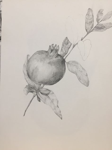 sketch with pomegranate Pomegranate Sketch, Pomegranate Drawing, Value Drawing, Leaving Cert, Creativity Is Intelligence Having Fun, Art Live, Painting Words, Art Student, Skin Nails