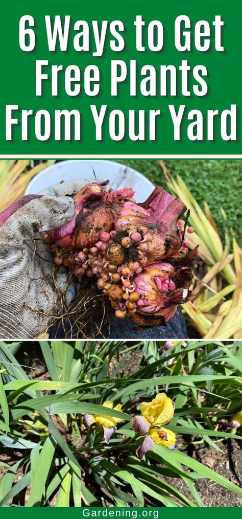 6 Ways to Get Free Plants From Your Yard Propagating Perennials, Cheap Plants, Diy Compost, Easy Gardening, Plant Diseases, Houseplants Indoor, Plant Ideas, Pollinator Garden, Survival Life