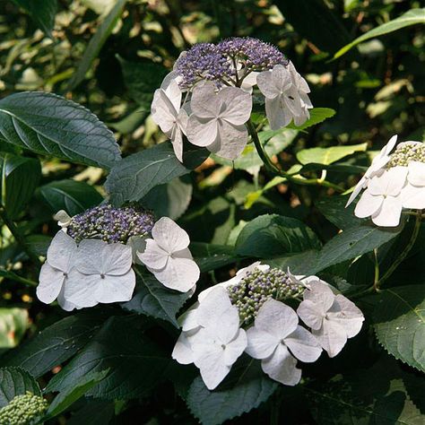 Hydrangeas come in a staggering array of shapes, sizes, and varieties. Knowing which of these flowering shrubs will do best in your backyard is the first step to success with this beautiful bloomer. Plus get tips on how to care for hydrangeas. Mophead Hydrangea, Types Of Hydrangeas, Hydrangea Varieties, Hydrangea Arborescens, White Flower Farm, Hydrangea Bush, Hydrangea Colors, Hydrangea Care, Lace Cape