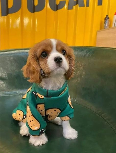 Cavalier King Charles Dog, King Charles Dog, King Charles Cavalier Spaniel Puppy, رعب نفسي, Cute Animals Puppies, Very Cute Dogs, Really Cute Dogs, Spaniel Puppies, Cute Little Puppies