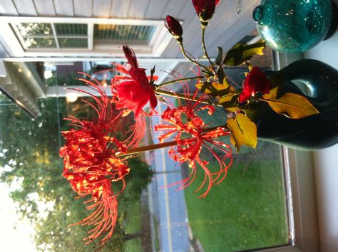 Beautiful Spider Lilies Spider Lily Bouquet, Spider Lillies, Spider Lilies, Lily Vases, Red Spider Lily, Spider Lily, Lilly Flower, Lily Bouquet, Silly Girls