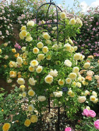 Rose Obelisk, Obelisk Diy, Inspiring Gardens, Rosen Beet, Rose Garden Design, Climbing Flowers, Garden Obelisk, Rose Bushes, Cottage Garden Plants