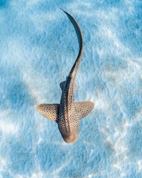 Aesthetic Shark, Marine Tattoos, Zebra Shark, Marine Tattoo, Leopard Shark, Shark Photos, Cool Sharks, Shark Pictures, Whale Sharks