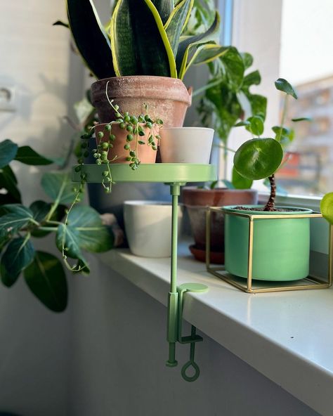 Seedor - for your urban garden & jungle on Instagram: “Do you also move all your plants closer to the windows for the wintertime to make sure they get to see some light? If yes, you probably…” Plant Stand Window, Window Sill Plants, Garden Jungle, Windowsill Garden, Window Garden, Plant Window, Window Plants, Plants Decor, Interior Plants