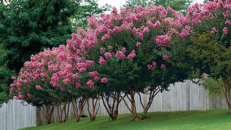 Short Crepe Myrtles//   Candidates: 'Acoma' (white flowers, 6-10 feet tall), 'Early Bird' (white or purple, 6-8 feet), 'Siren Red' (dark red, 8-10 feet tall), 'Velma's Royal Delight' (rich purple, 4-6 feet), , and 'Tonto' (red, 10-12 feet). Myrtle Leaves, Crepe Myrtle Trees, Fringe Tree, Myrtle Tree, Crepe Myrtle, Crape Myrtle, Fast Growing Trees, Ornamental Trees, Small Yard