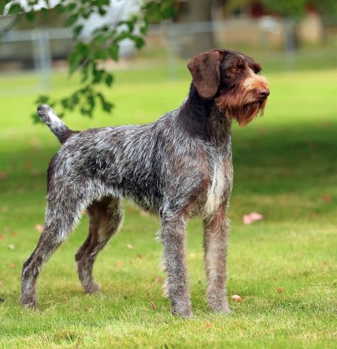 Cesky Fousek, German Pointer, Pointing Griffon, Wirehaired Pointing Griffon, Gsp Dogs, 3 Wishes, German Wirehaired Pointer, Bird Dog, Bird Hunting