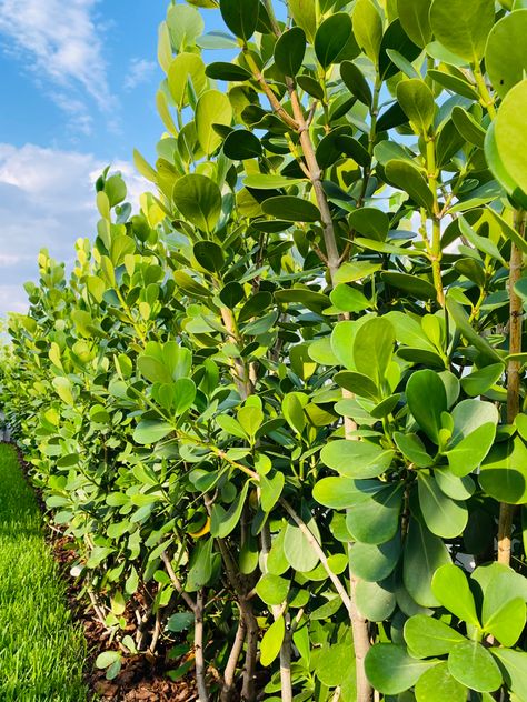 Tropical Privacy Hedge, Florida Privacy Landscaping, Tropical Hedge, Florida Backyard Landscaping, South Florida Landscaping Ideas, Florida Plants Landscaping, Landscaping Entrance, Monument Ideas, Privacy Planter