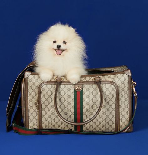 Gucci Pet, Gucci Bag Outfit, Dog Carrier Purse, Growth Business, Louis Vuitton Store, Dog Essentials, Luxury Pet, Pet Sitting, Pet Sitters