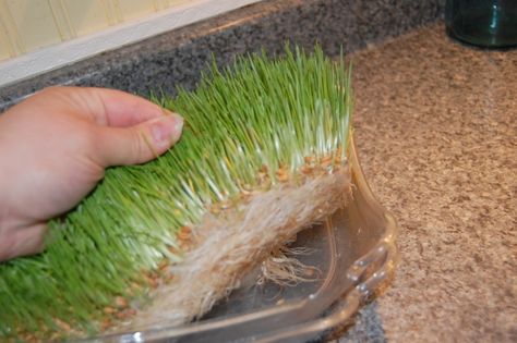 growing wheat grass for chickens Wheat Grass Centerpiece, Growing Fodder, Growing Wheat, Grass Centerpiece, Earth Girl, Chicken Tractors, Keeping Chickens, Mini Farm, Chicken Feed