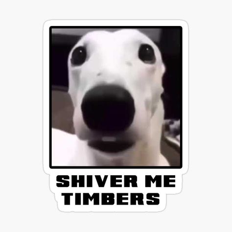 Shivering Dog, Dog Shivering, Shiver Me Timbers, From Tiktok, Meme Design, Love Memes, Im Bored, Really Funny Pictures, Dog Memes