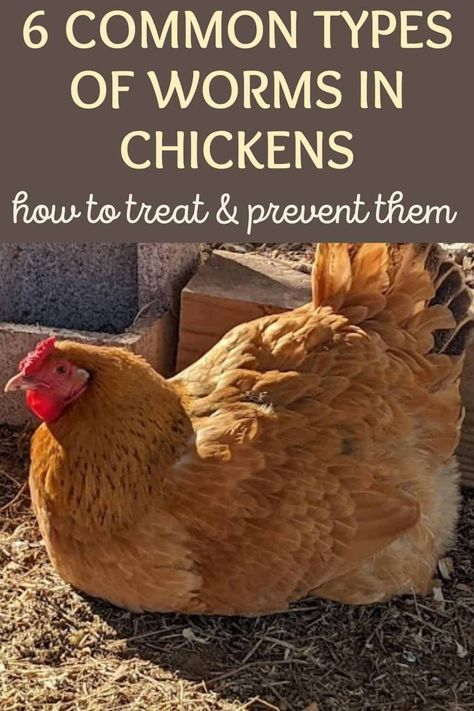 Types Of Worms, Chicken Diet, Hatching Chicks, Chicken Health, Raising Backyard Chickens, Keeping Chickens, Backyard Chicken Coops, Poultry Farm, Diy Chicken Coop