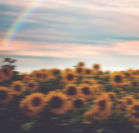 ~Flowers Sunflower Aesthetic, Sunflower, Rainbow, Flowers