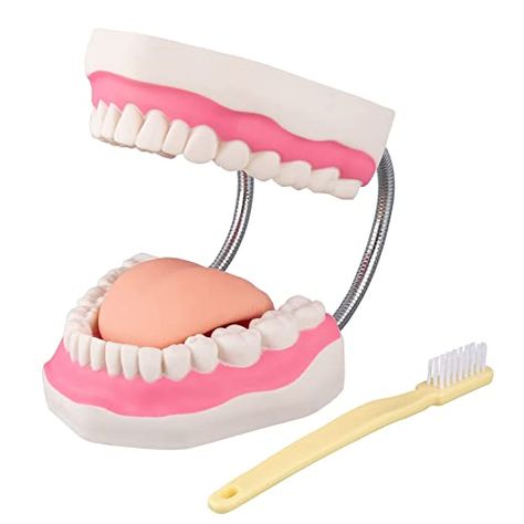 Amazon.com: LVCHEN Mouth Model for Speech Therapy - 6 Times Dental Hygiene Teeth Models Dental Model with Movable Tongue and Denture Toothbrush : Health & Household Human Tongue, Teeth Model, Tongue Cleaner, Manual Toothbrush, Dental Hygiene, Speech Therapy, Oral Care, Brushing Teeth, Lashes