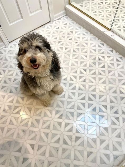 MSI Surfaces on Instagram: "We wuff this bathroom, and so does Max the Bernedoodle! @advancedesignstudio used Bianco Dolomite Geometrica Tile to create a contemporary look with natural marble 😍 Tag #msisurfaces for a chance to be featured! #bathroomdesign #interiorinspo #marbletile" Msi Bianco Dolomite Geometrica, Bianco Dolomite Bathroom, Dolomite Bathroom, Msi Tile, Powder Bathroom, Basement Reno, Bath Inspiration, Bathroom Remodels, Downstairs Bathroom