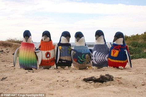 Australia's Oldest Man Spends His Time Knitting Tiny Sweaters for Injured Penguins Faith In Humanity Restored, Men's Knit, Faith In Humanity, Cats Dogs, Cuteness Overload, 귀여운 동물, Funny Cute, Animals And Pets, Make Me Smile