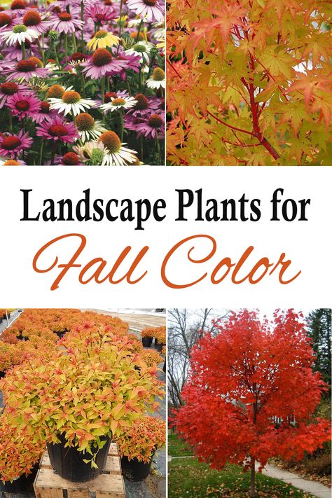 Texas Fall Flower Beds, Fall Color Landscaping, Perinneals To Plant In Fall, Best Plants To Plant In The Fall, Fall Plants Landscape, Fall Shrubs, Fall Flower Bed, Simple Flower Bed Ideas, Fall Garden Flowers