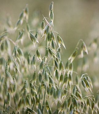 Oatstraw - Susun Weed Oat Straw, Edible Wild Plants, Oil Remedies, Herb Recipes, Herbal Infusion, Wild Plants, Wild Food, Natural Home Remedies, Healing Herbs