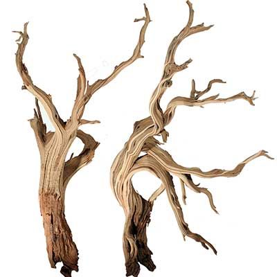 Nettleton Hollow offers many types and styles of decorative branches, dried flowers, dried grasses and other lasting botanicals Maine Beaches, Driftwood Christmas Tree, Dry Tree, Shell Flowers, Dead Tree, Driftwood Projects, Mussel Shell, Driftwood Beach, Driftwood Branch