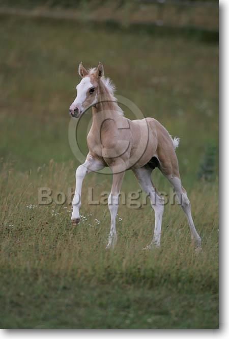 The Grass, My Name, Running, Gold, White